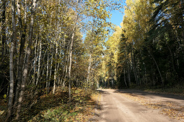 Fototapeta premium Road in the forest