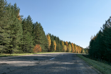 Road in the forest