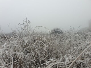 First frosts, frozen flowers, grass and fog