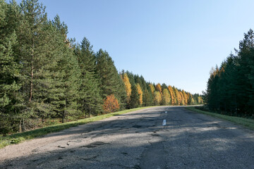 Obraz premium Road in the forest