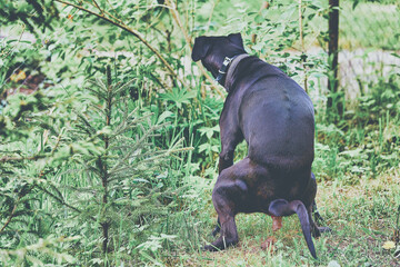 A big black dog poops in the park sitting over the grass and spreading its paws