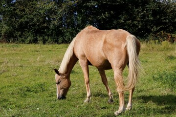 Obraz premium Cheval