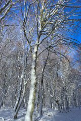 forest, snowy winter landscape in Auvergne, Puy-de-Dome