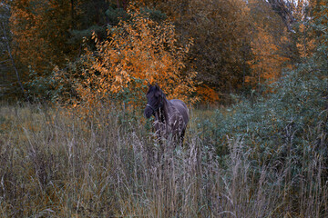 Foal grazes in an autumn meadow near a deciduous grove