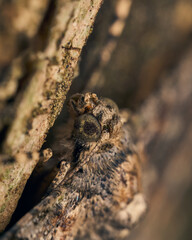 A brown moth perched on a tree, unnoticeable by its camouflage