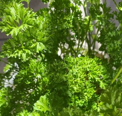 parsley