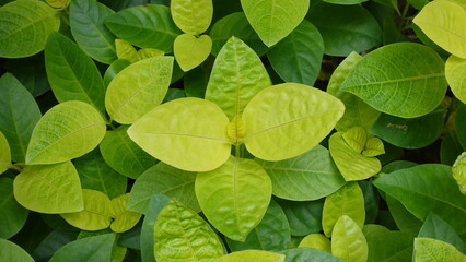 Close up green leaves background.