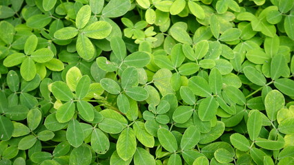 Fototapeta premium Green leaves background. Nature wallpaper.