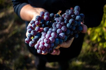 bunch of grapes