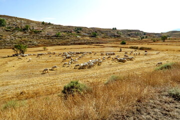 Fototapeta premium Troupeau de moutons dans la campagne andalouse. Espagne. 
