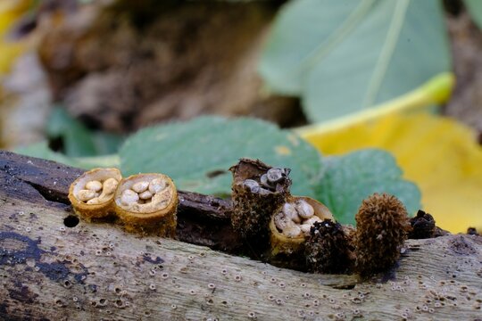Amazing little mushrooms, like cup with pebbles - Crucibulum laeve, bird's nest fungi
