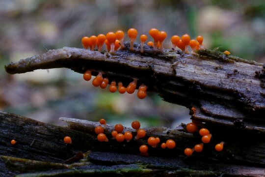 Stock photo of Slime mould (Lamproderma scintillans) growing on tiny twig  held in hand to…. Available for sale on
