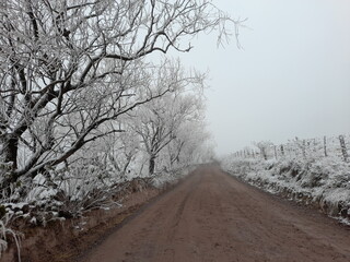 camino novado