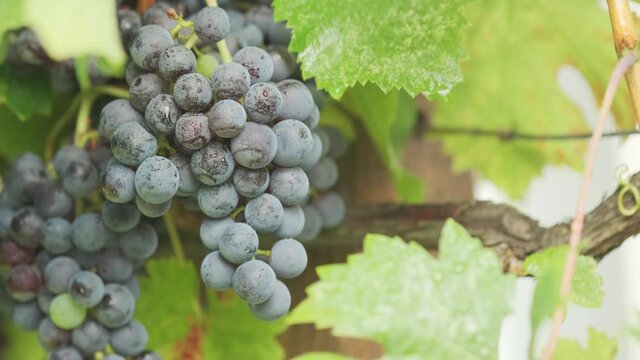 Grape field. A bunch of Isabella grapes. 4k. Slow motion