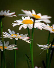 Daisy Family