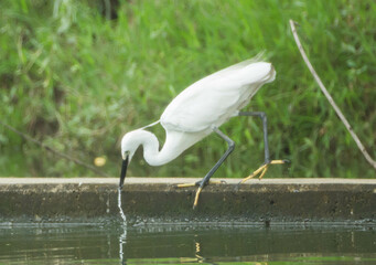 egret