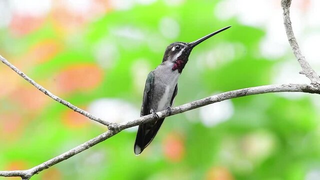Male Long-billed Starthroat hummingbird, Heliomaster longirostris, with his ruby gorget perching on a branch in a tropical garden with birds chirping in the background.