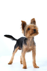 yorkshire terrier on white background short hair