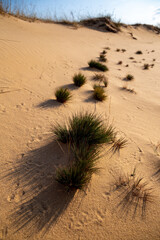 Beautiful desert landscape with dunes. Walk on a sunny day on the Oleshkiv sands.