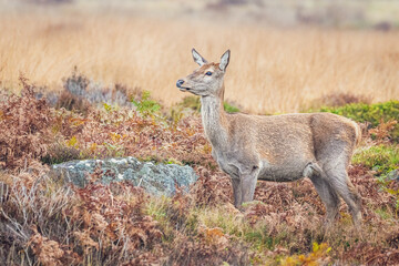 Female Red Deer on the moors