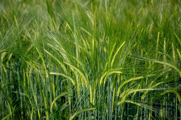 Fields of barley, Hordeum vulgare