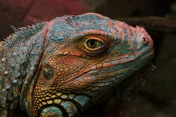 Portrait of iguana