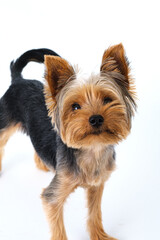 yorkshire terrier on white background short hair