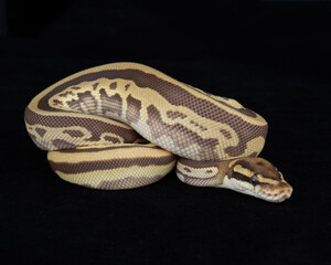 Captive Bred ball Python on Black background