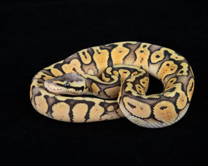 Captive Bred ball Python on Black background