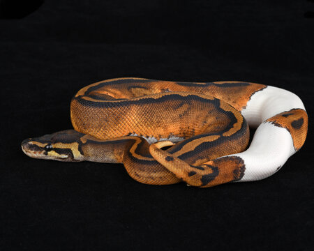 Captive Bred ball Python on Black background