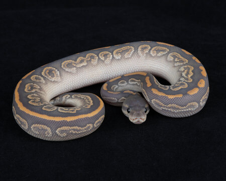 Captive Bred ball Python on Black background