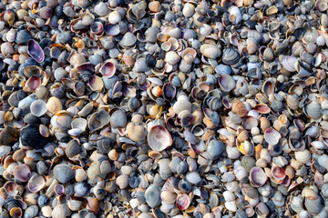 Seashells on the shore of an island in the sea.