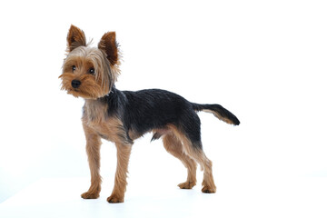 yorkshire terrier on white background short hair