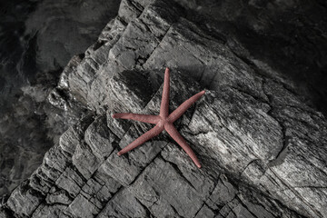 Starfish on top of a rock on the seashore