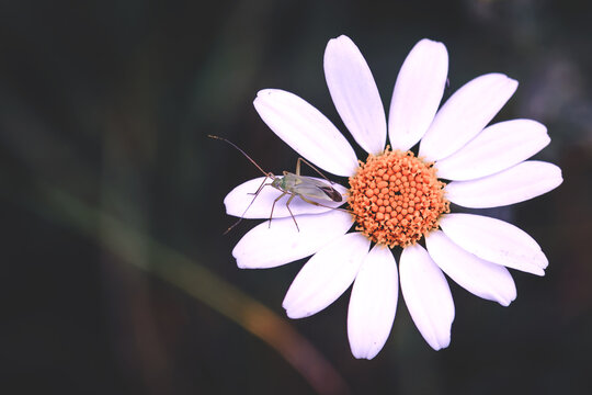 Bestioles Images – Parcourir 37,214 le catalogue de photos, vecteurs et ...