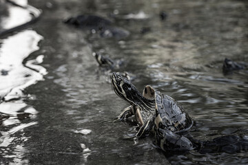 Small turtles trying to get out of the water in a city park