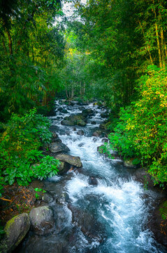 river in the jungle