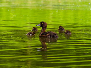 Tufted duck (Aythya fuligula). Female duck with young chicks in a pond. Duck family