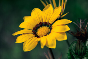 Yellow Gazania Flower
