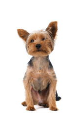 yorkshire terrier on white background short hair