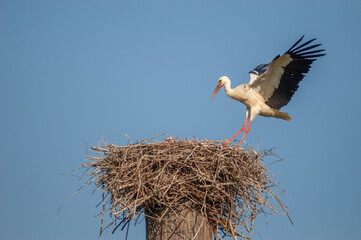 White stork arriving at the nest in flight.