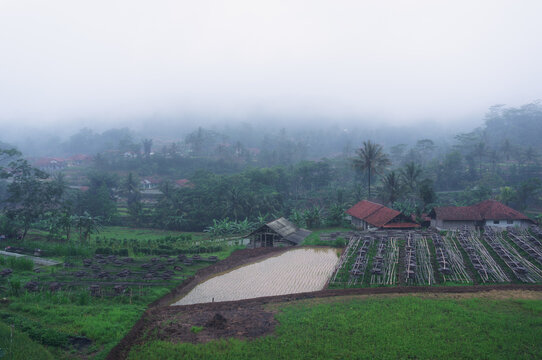 rice field in the morning