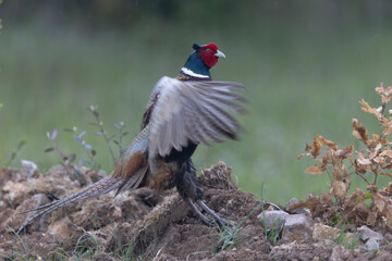Common pheasant Phasianus colchicus in close view
