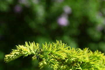 Natura