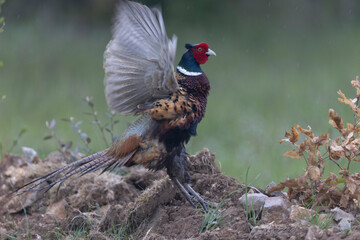 Common pheasant Phasianus colchicus in close view