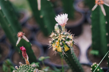 Cactus Plants to Grow at Farm