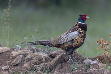 Common pheasant Phasianus colchicus in close view
