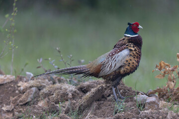 Common pheasant Phasianus colchicus in close view