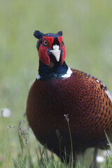 Common pheasant Phasianus colchicus in close view