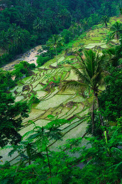 rice field